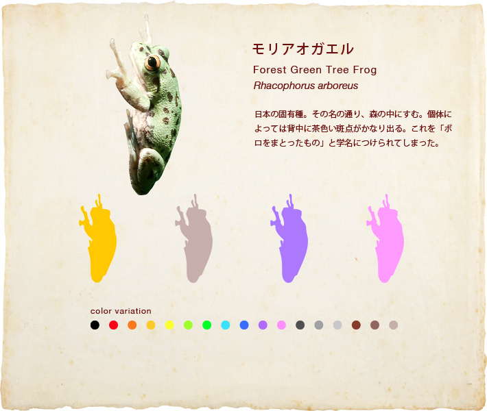 モリアオガエル