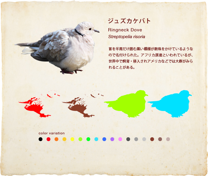 ジュズカケバト