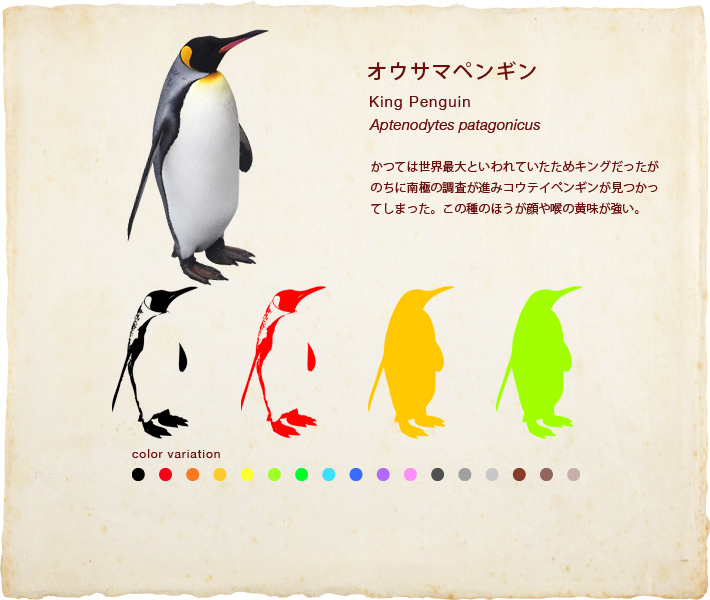 オウサマペンギン