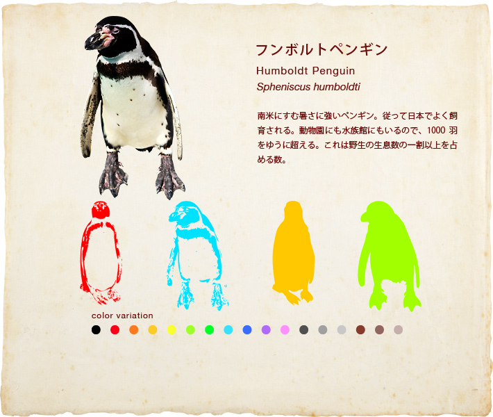 フンボルトペンギン