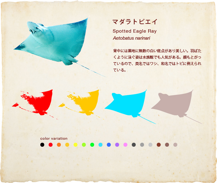 マダラトビエイ