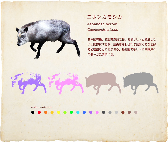 ニホンカモシカ