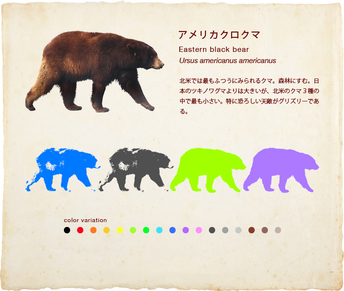 アメリカクロクマ