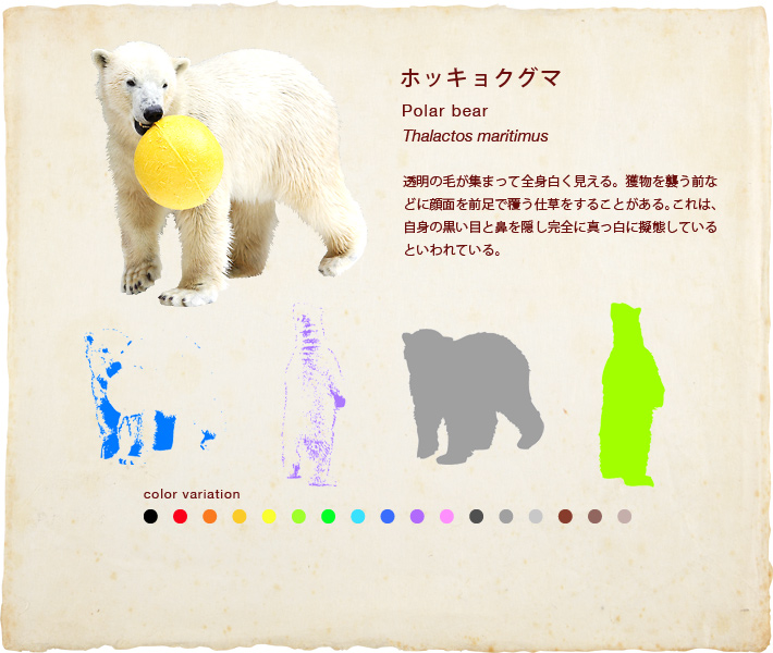 ホッキョクグマ