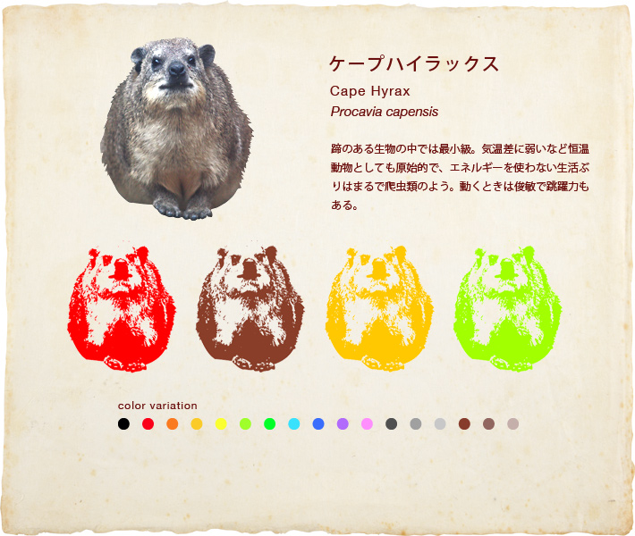 ケープハイラックス