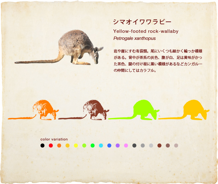 シマオイワワラビー