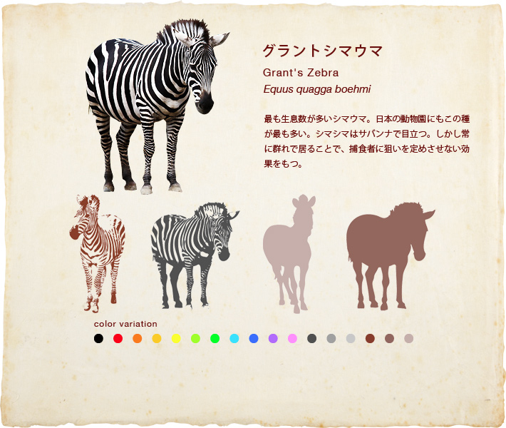 グラントシマウマ