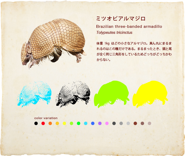 ミツオビアルマジロ