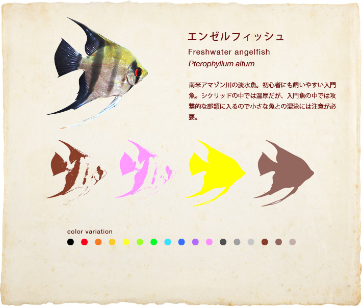 エンゼルフィッシュ