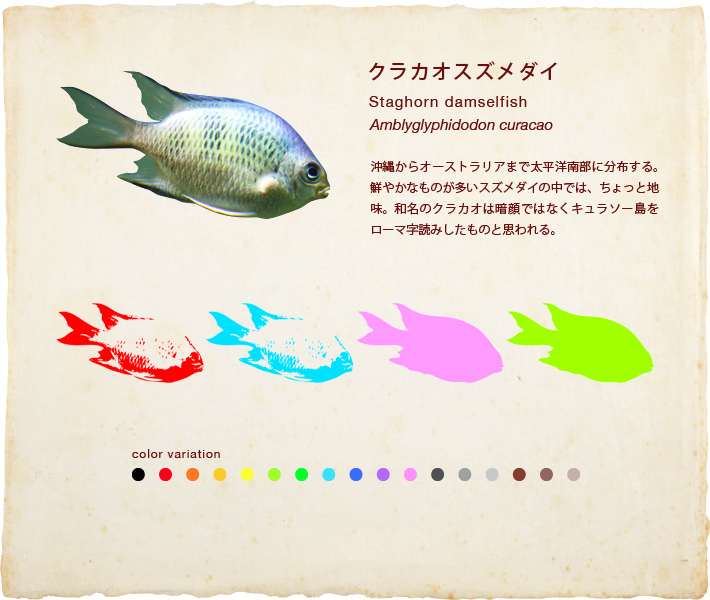 クラカオスズメダイ