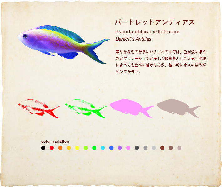 バートレットアンティアス