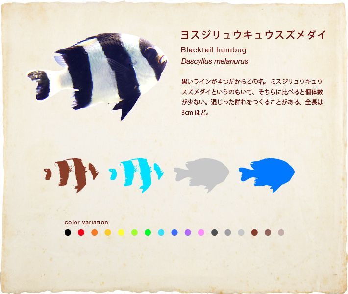 ヨスジリュウキュウスズメダイ