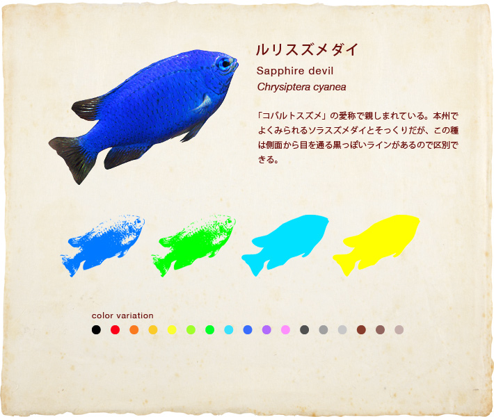 ルリスズメダイ