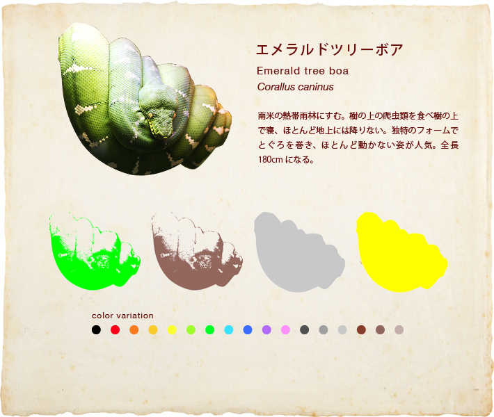 エメラルドツリーボア