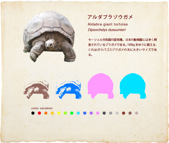 アルダブラゾウガメ