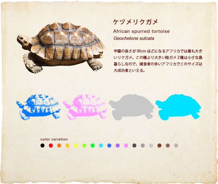 ケヅメリクガメ