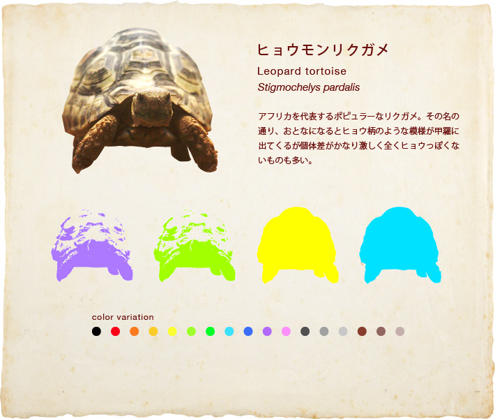 ヒョウモンリクガメ