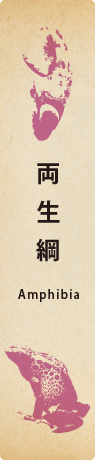 両生網