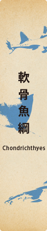軟骨魚網