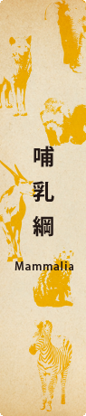 哺乳網