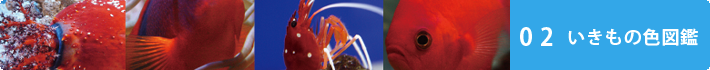 いきもの色図鑑