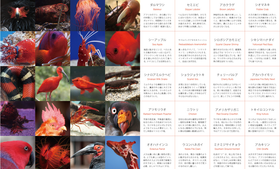 いきもの色図鑑