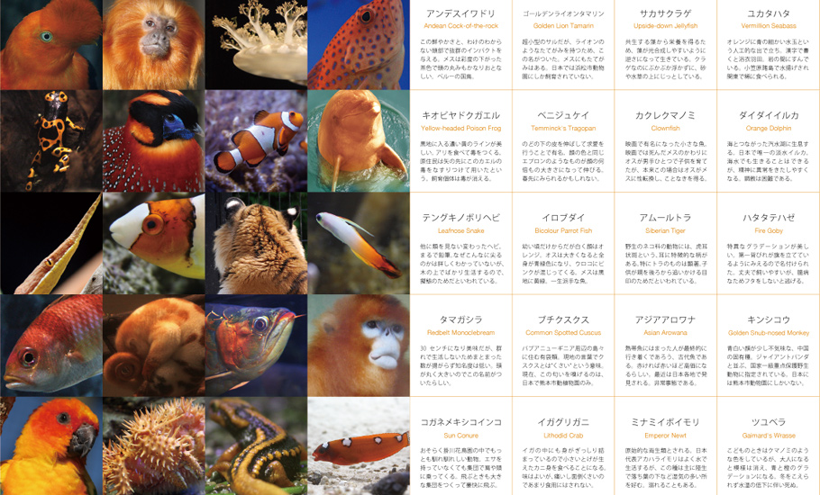 いきもの色図鑑