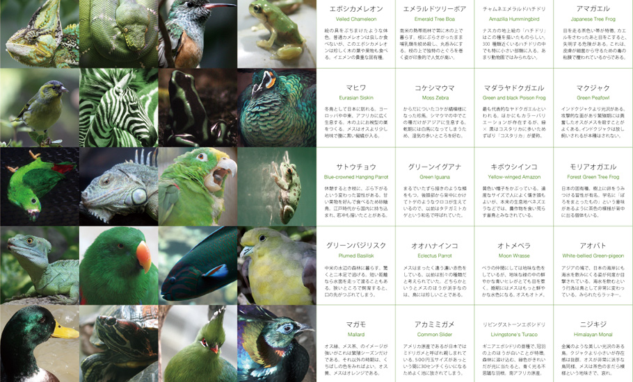 いきもの色図鑑